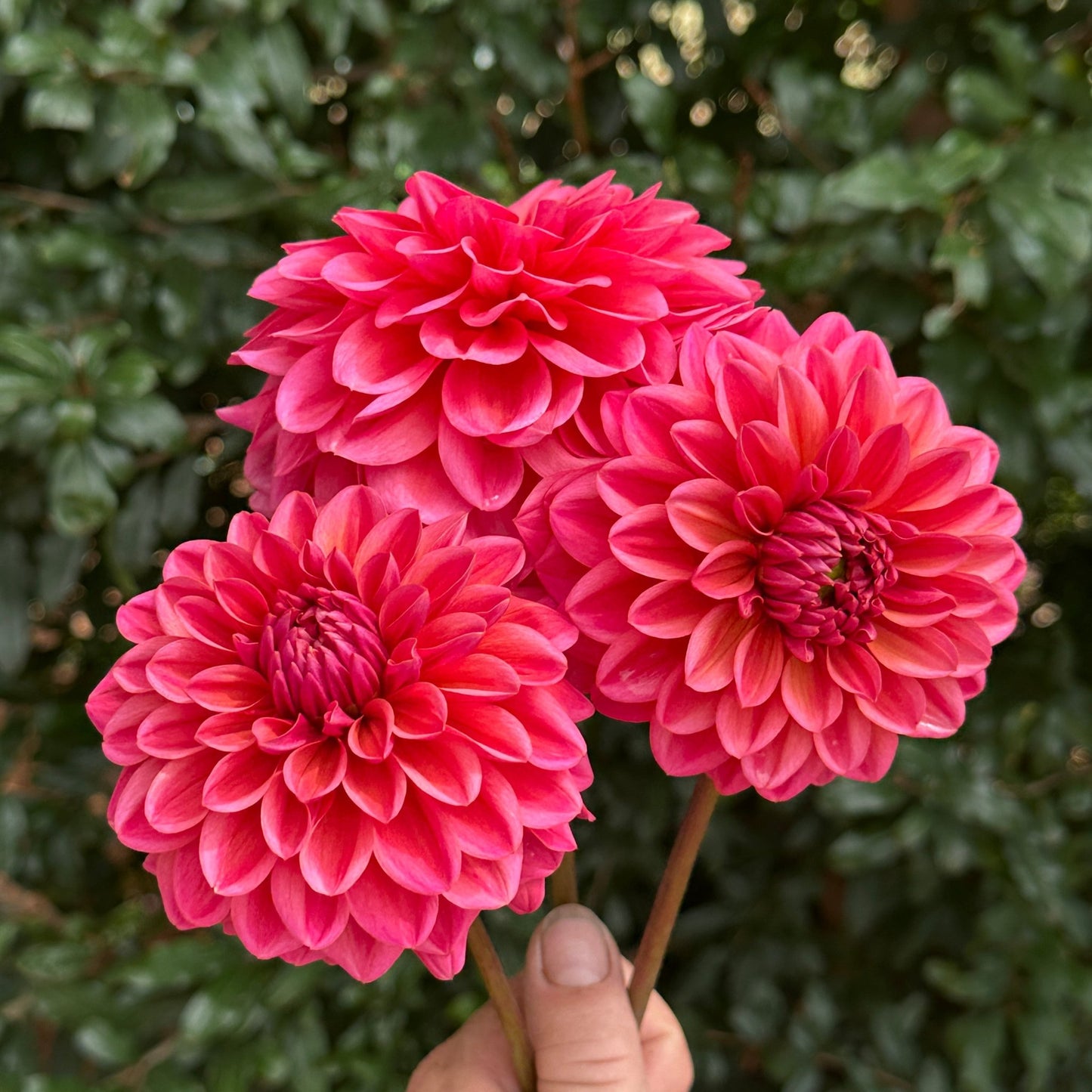 Salmon Runner Dahlia Tuber - Love Dahlias - south - africa - flower - bulbs