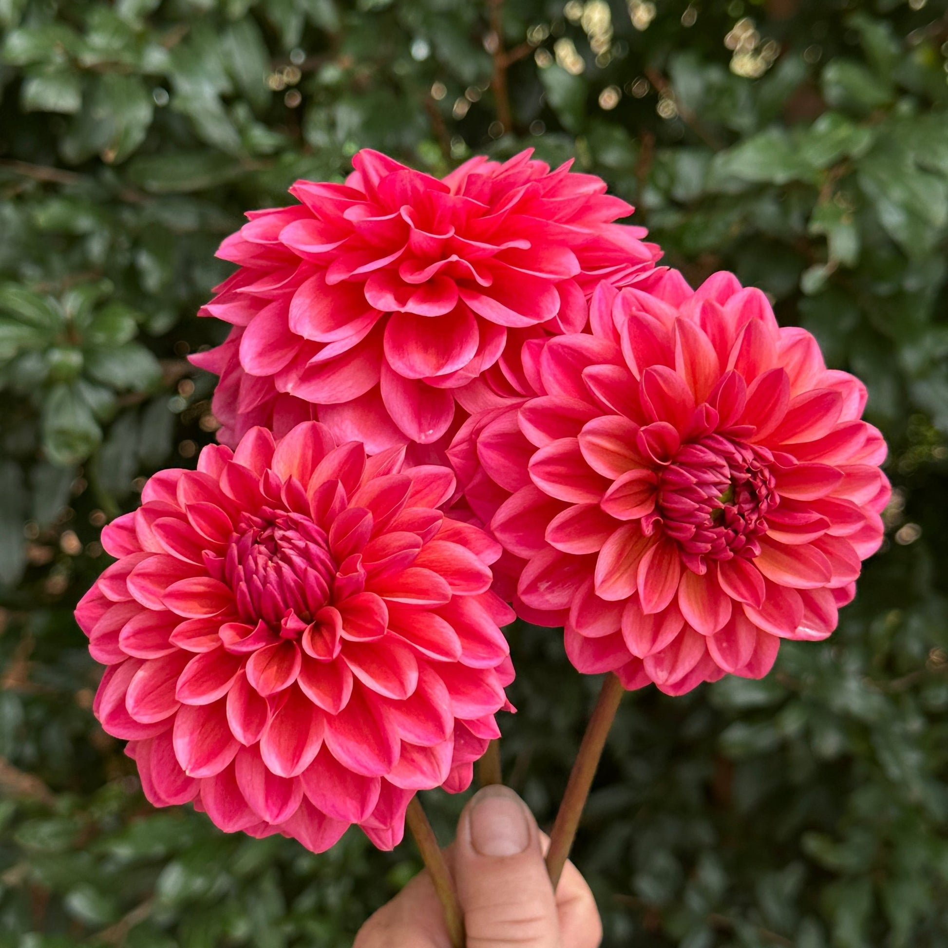 Salmon Runner Dahlia Tuber - Love Dahlias - south - africa - flower - bulbs