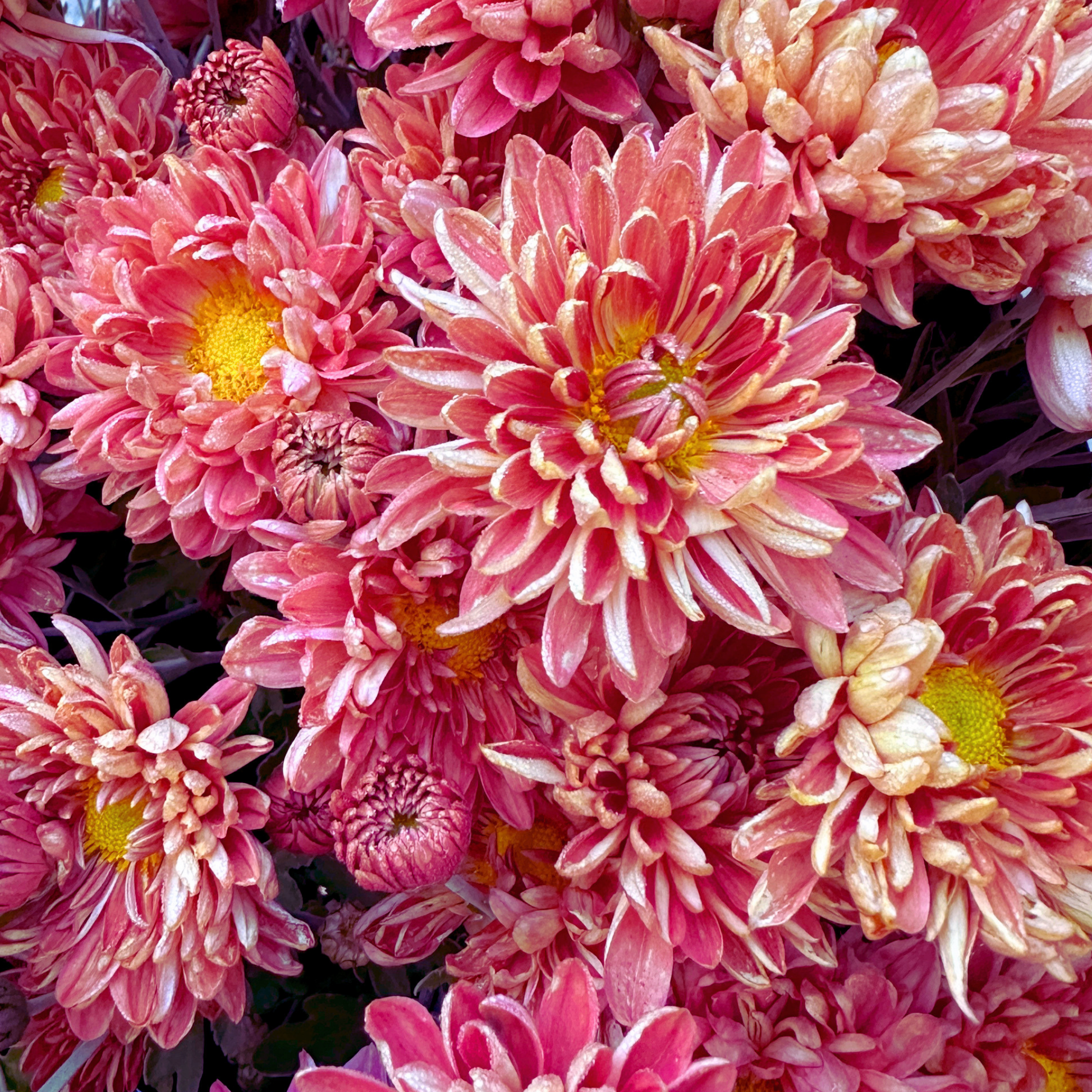 Salmon Shimmer Heirloom Chrysanthemum | South Africa - Love Dahlias - south - africa - flower - bulbs