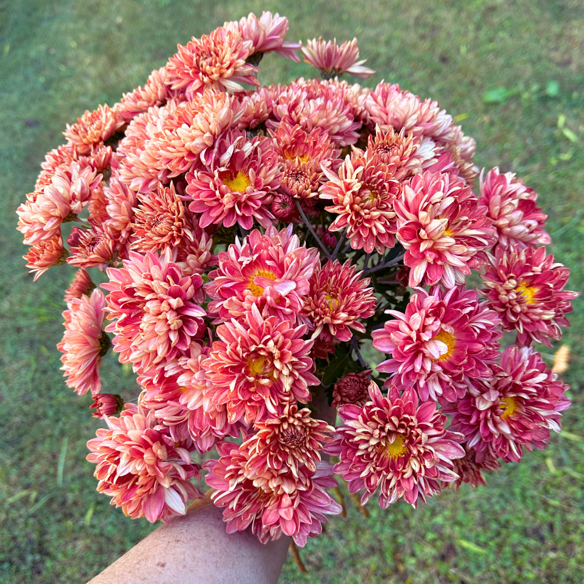 Salmon Shimmer Heirloom Chrysanthemum | South Africa - Love Dahlias - south - africa - flower - bulbs