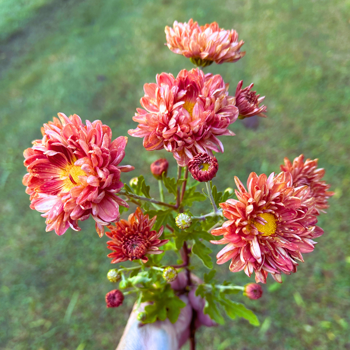 Salmon Shimmer Heirloom Chrysanthemum | South Africa - Love Dahlias - south - africa - flower - bulbs