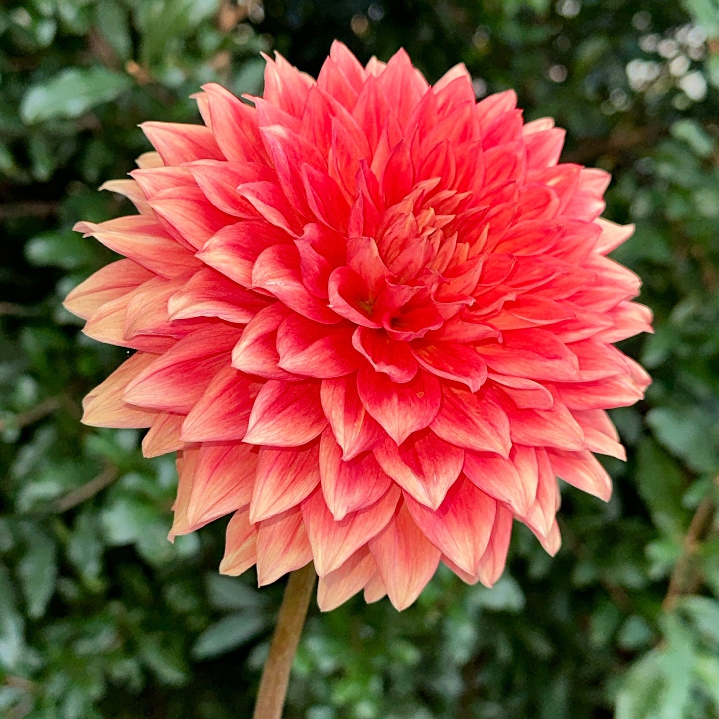 Salmonette Dahlia Tuber - Love Dahlias - south - africa - flower - bulbs