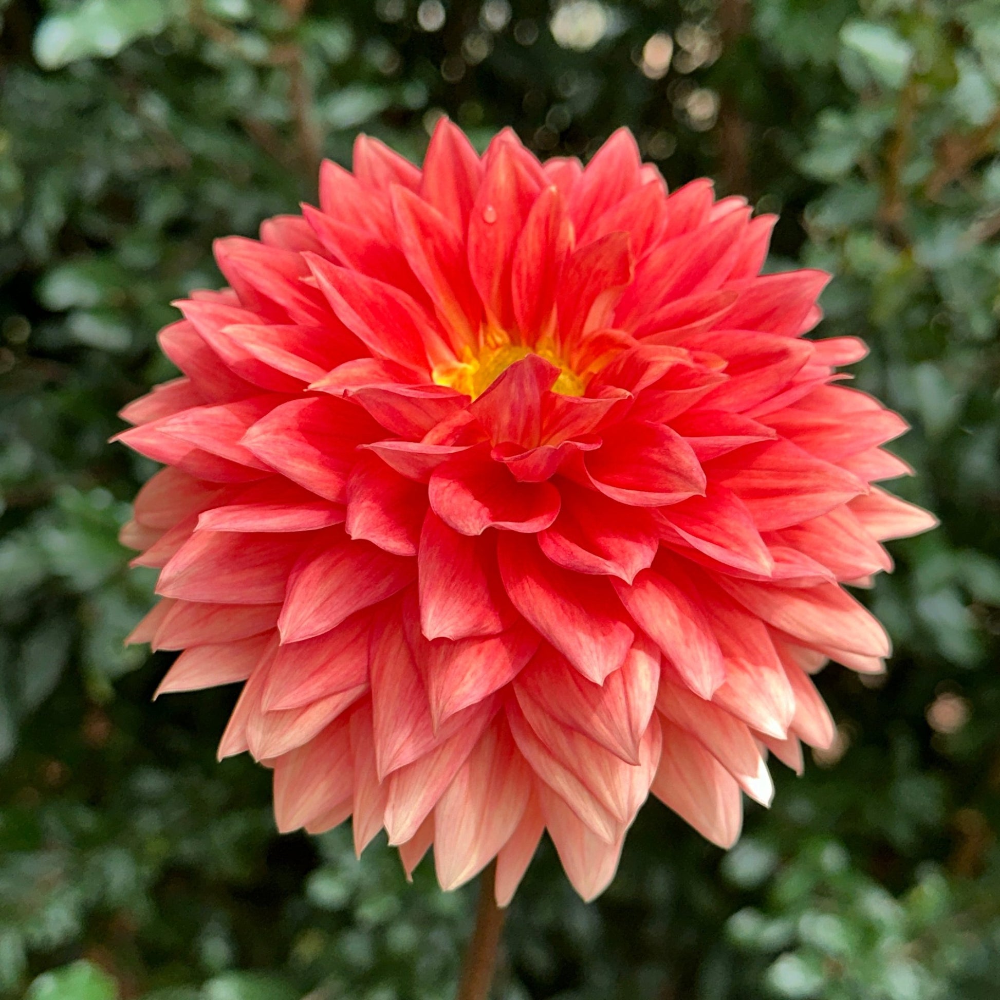 Salmonette Dahlia Tuber - Love Dahlias - south - africa - flower - bulbs