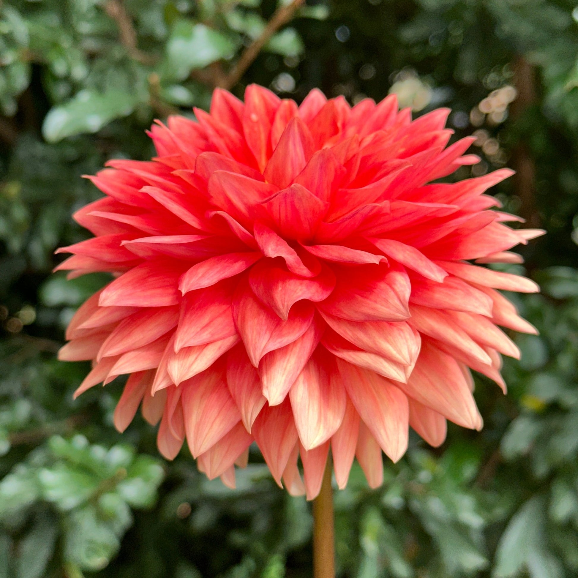 Salmonette Dahlia Tuber - Love Dahlias - south - africa - flower - bulbs