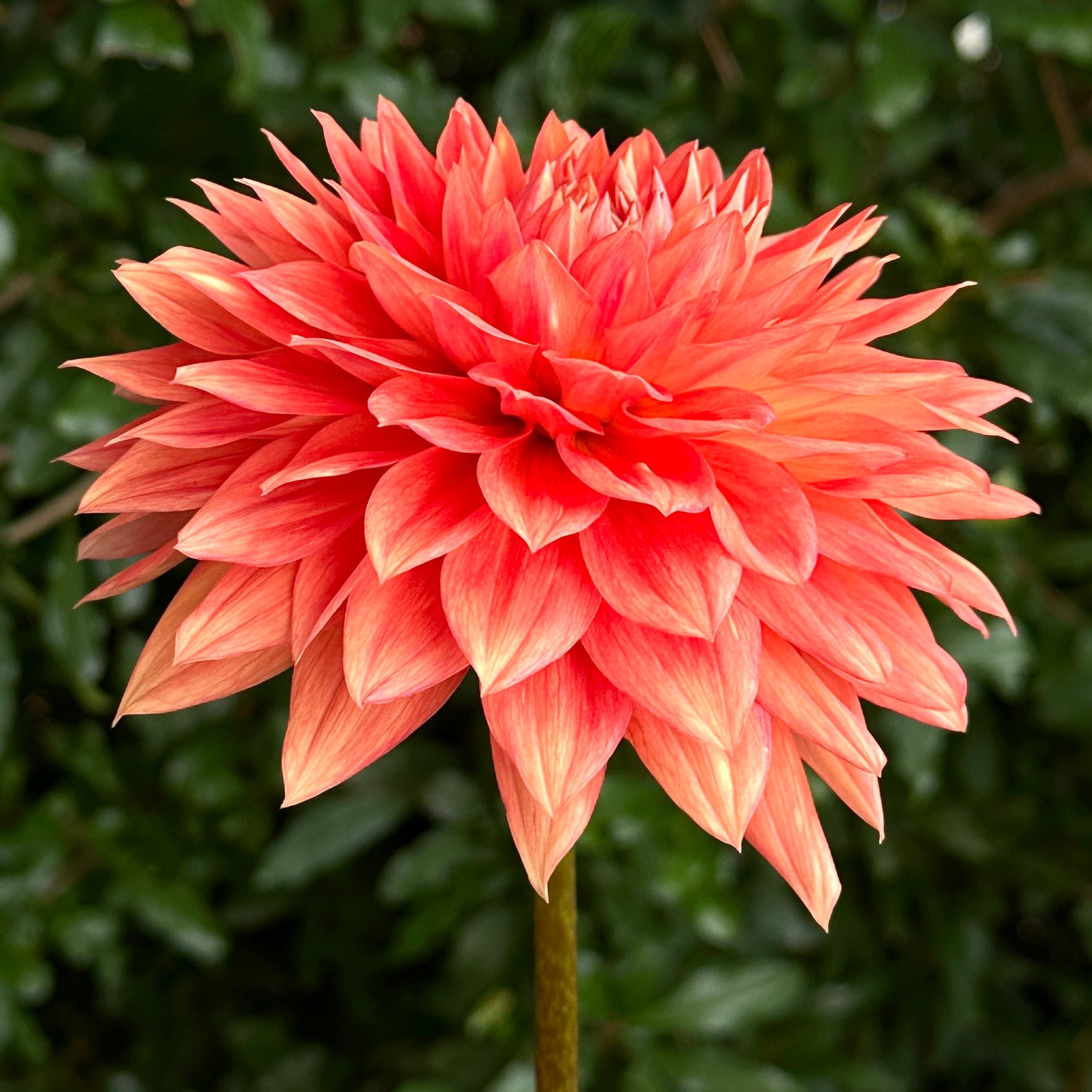 Salmonette Dahlia Tuber - Love Dahlias - south - africa - flower - bulbs