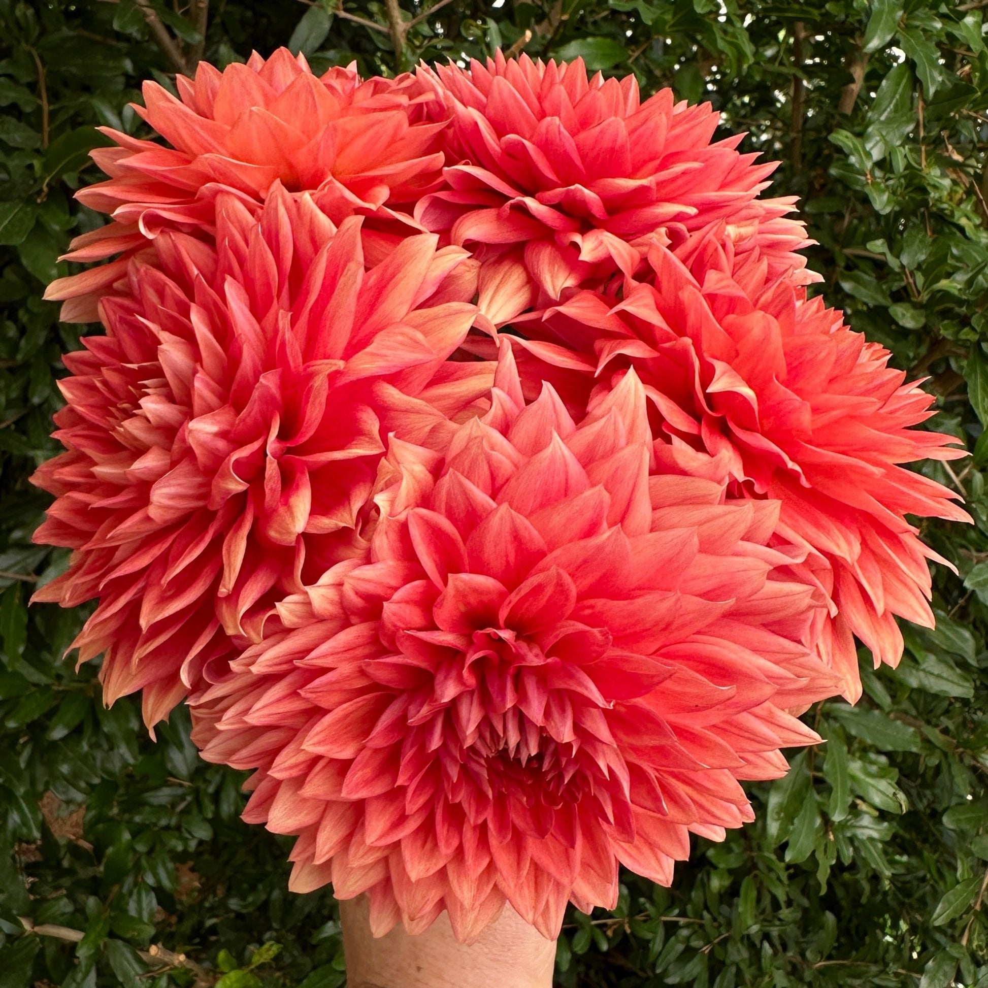 Salmonette Dahlia Tuber - Love Dahlias - south - africa - flower - bulbs