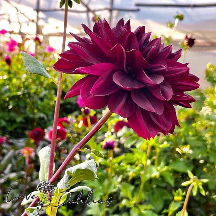 Sam Hopkins Dahlia Tuber - Love Dahlias - south - africa - flower - bulbs