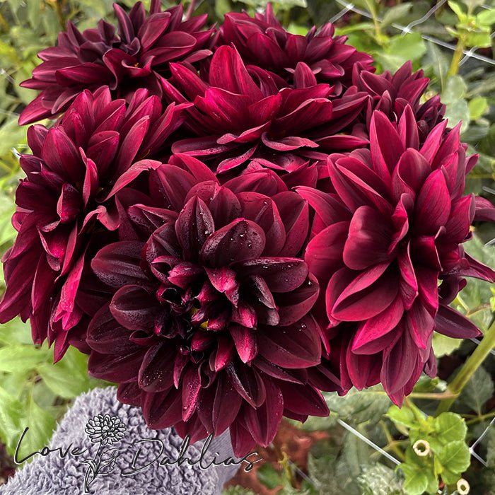 Sam Hopkins Dahlia Tuber - Love Dahlias - south - africa - flower - bulbs