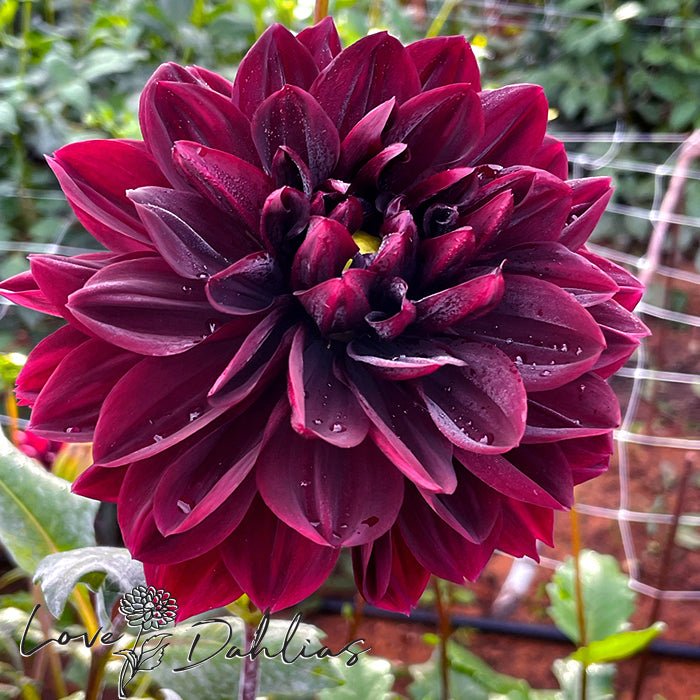 Sam Hopkins Dahlia Tuber - Love Dahlias - south - africa - flower - bulbs