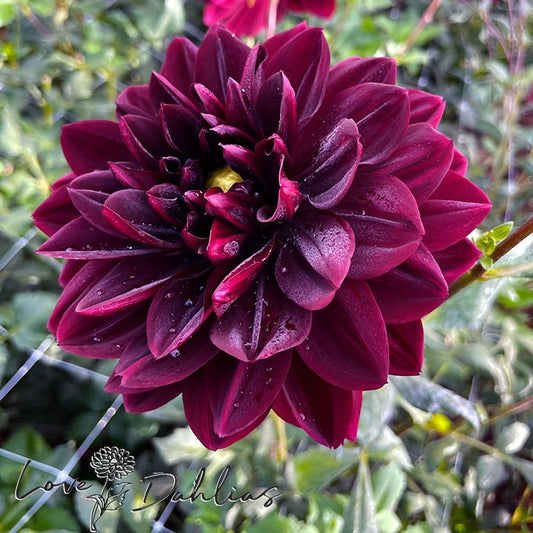 Sam Hopkins Dahlia Tuber - Love Dahlias - south - africa - flower - bulbs