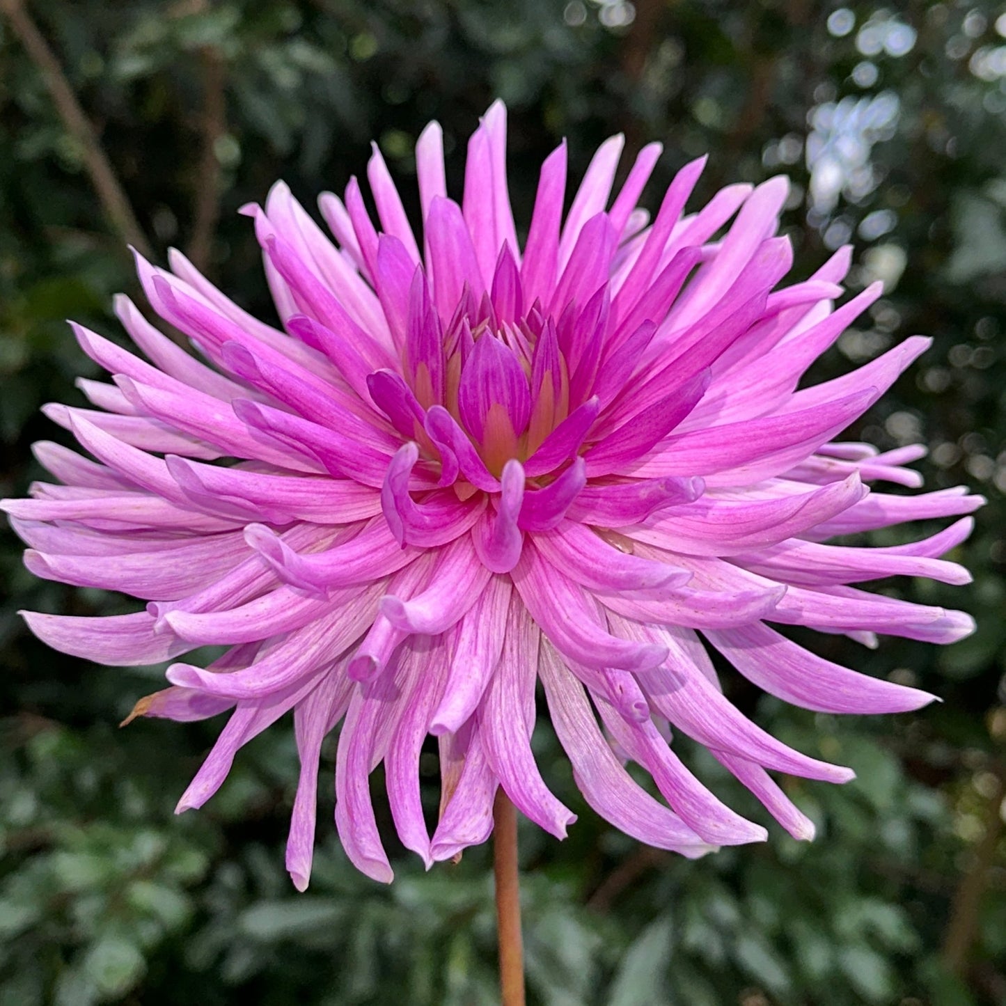 Sam’s Lilac Dahlia Tuber - Love Dahlias - south - africa - flower - bulbs