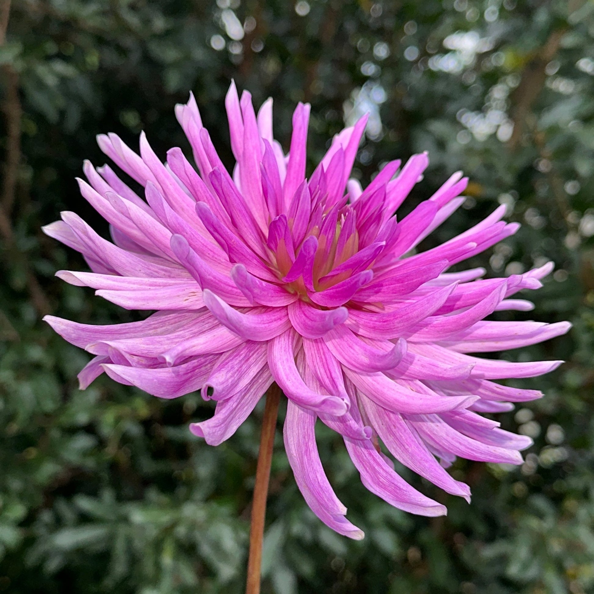 Sam’s Lilac Dahlia Tuber - Love Dahlias - south - africa - flower - bulbs