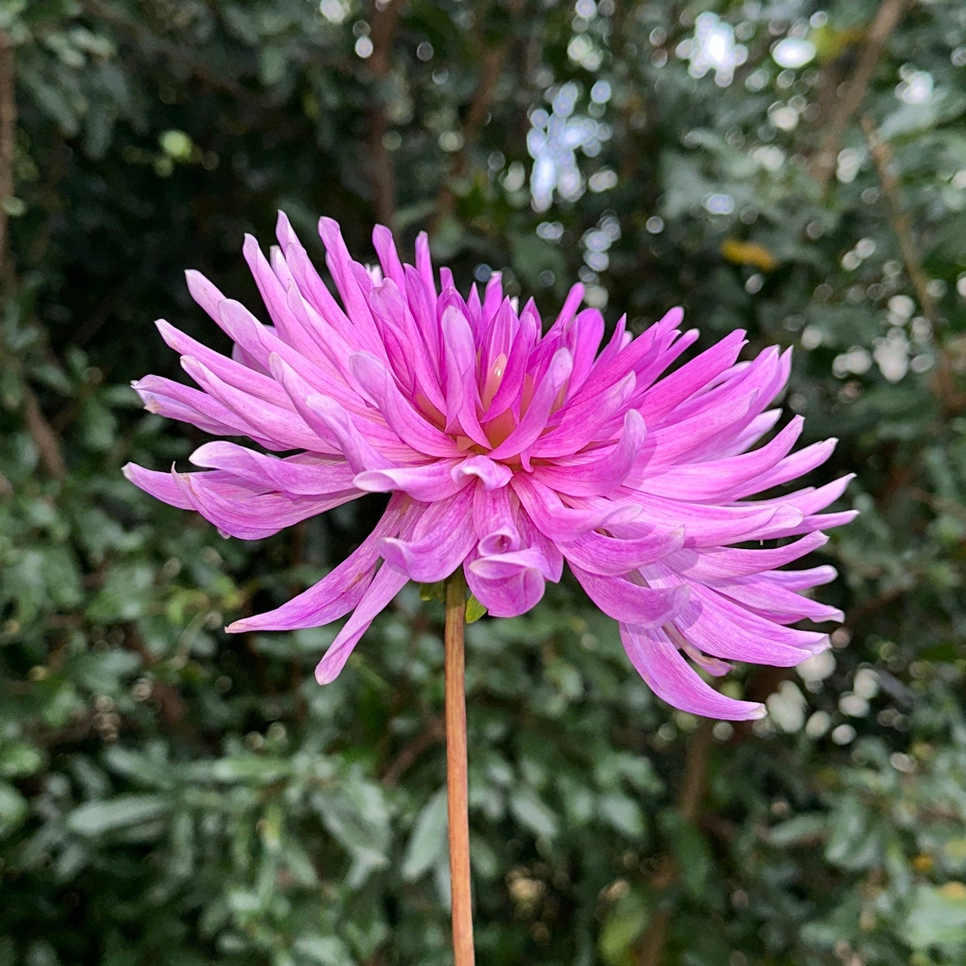 Sam’s Lilac Dahlia Tuber - Love Dahlias - south - africa - flower - bulbs