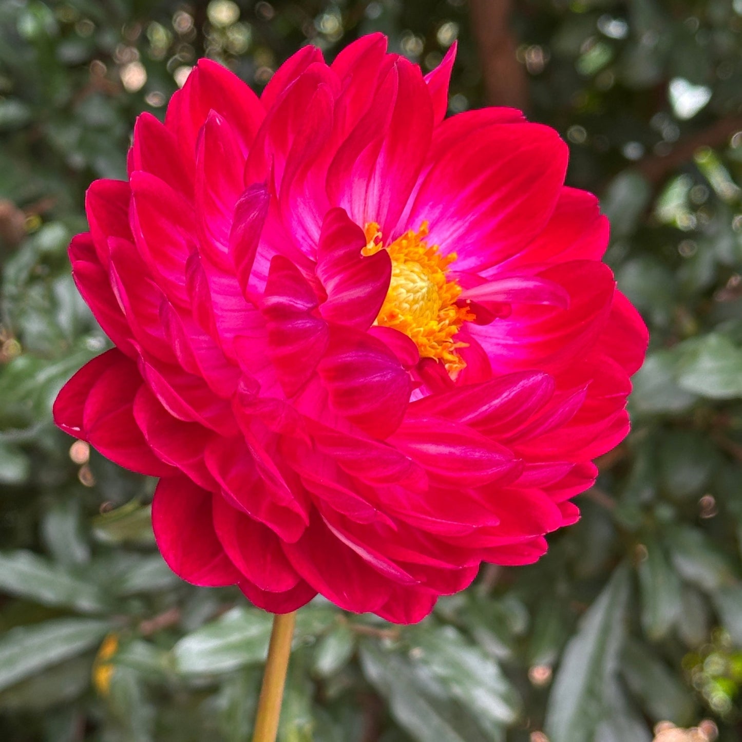 Sandia Bertha Dahlia (Limit 1 p.p) - Love Dahlias - south - africa - flower - bulbs