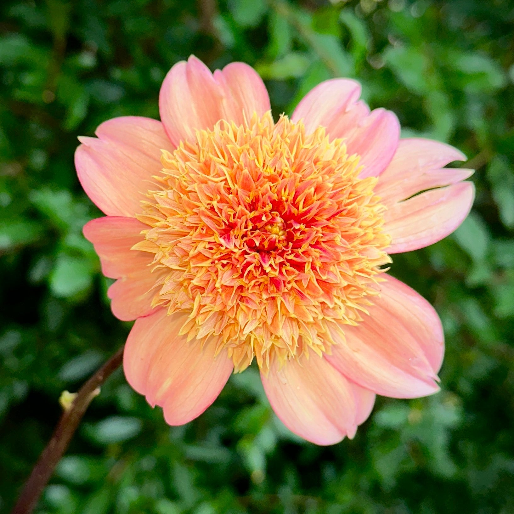 Sandia Brocade Tuber for Sale – Love Dahlias