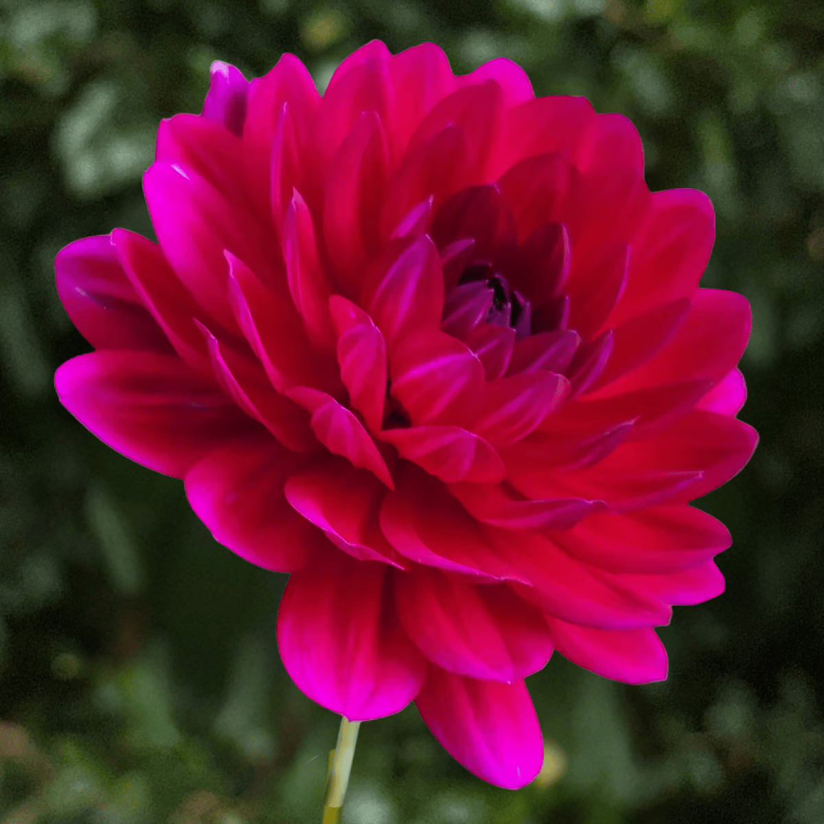Sandia Claire Dahlia Tuber | South Africa - Love Dahlias-south-africa-flower-bulbs