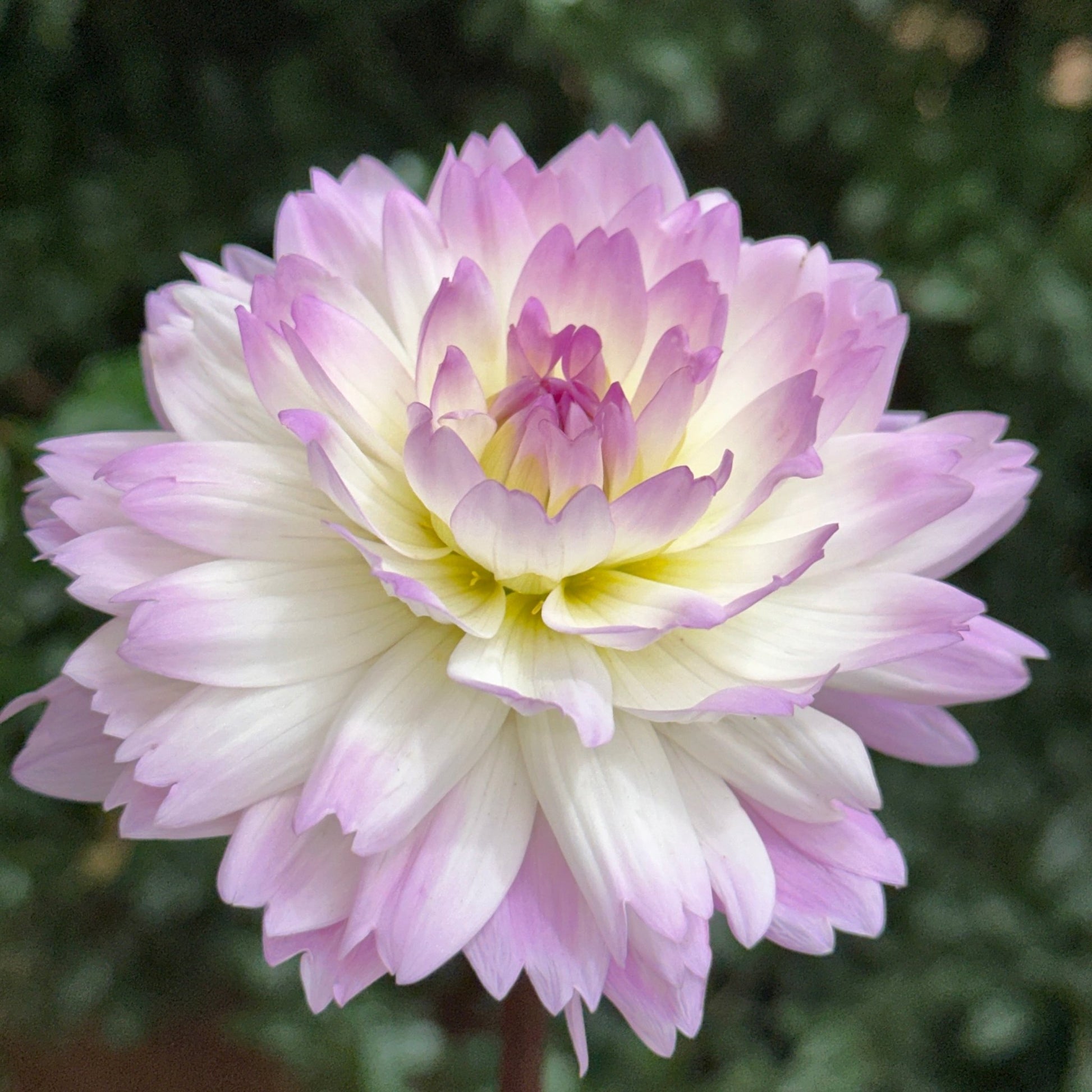 Sandia Melody Dahlia (Limit 1 p.p) - Love Dahlias - south - africa - flower - bulbs