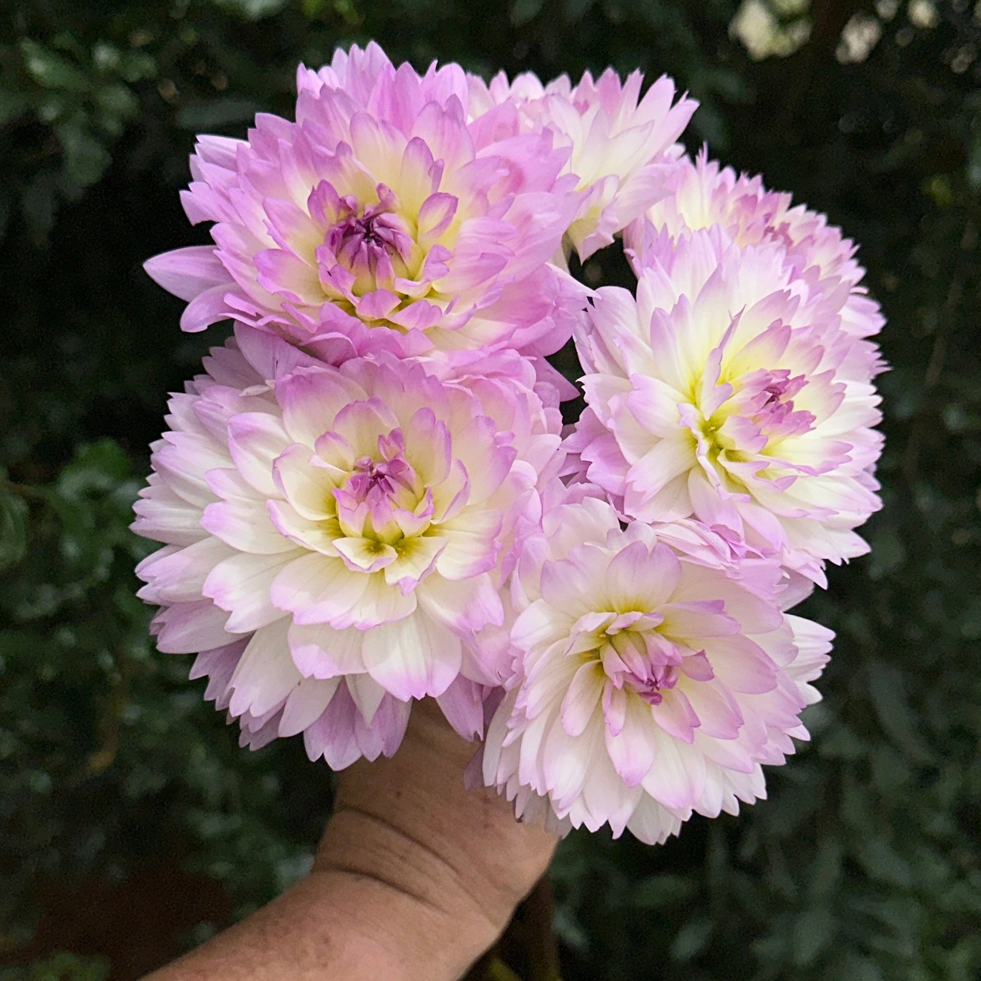 Sandia Melody Dahlia (Limit 1 p.p) - Love Dahlias - south - africa - flower - bulbs