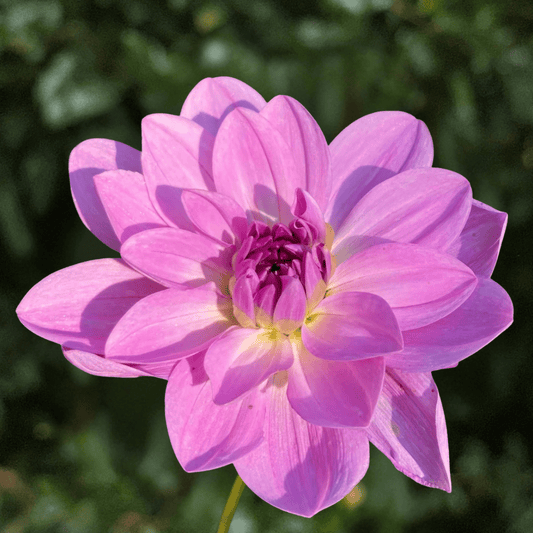 Sandia Shomei Dahlia Tuber | South Africa - Love Dahlias-south-africa-flower-bulbs