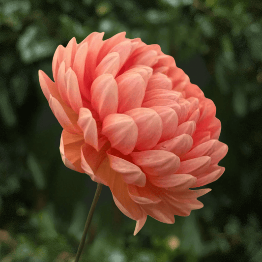 Sandia Susan Dahlia Tuber | South Africa - Love Dahlias-#south#-#africa#-#flower#-#bulbs#