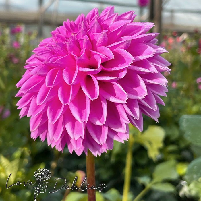 Sandra AKA Pink Sylvia Dahlia Tuber - Love Dahlias - south - africa - flower - bulbs