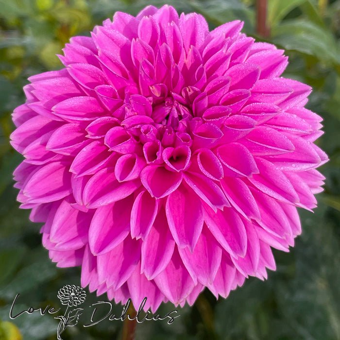 Sandra AKA Pink Sylvia Dahlia Tuber - Love Dahlias - south - africa - flower - bulbs