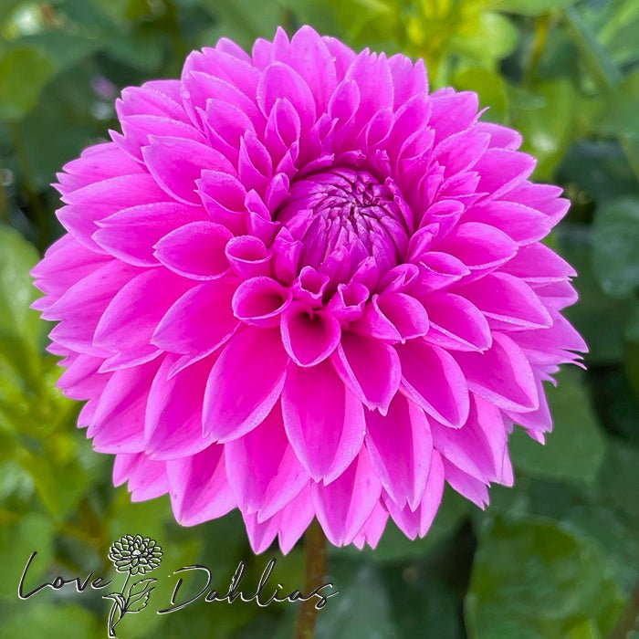 Sandra AKA Pink Sylvia Dahlia Tuber - Love Dahlias - south - africa - flower - bulbs