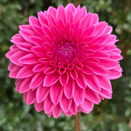 Sandra AKA Pink Sylvia Dahlia Tuber - Love Dahlias - south - africa - flower - bulbs