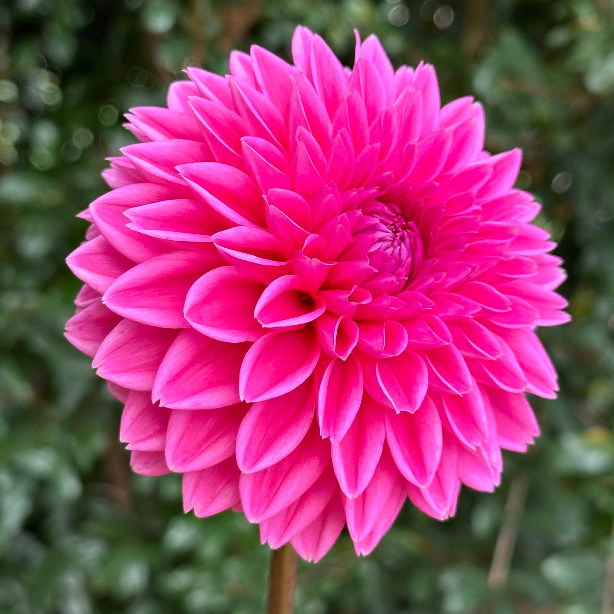 Pink Dahlias – Love Dahlias
