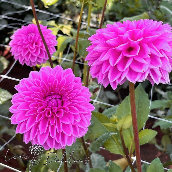 Sandra AKA Pink Sylvia Dahlia Tuber - Love Dahlias - south - africa - flower - bulbs