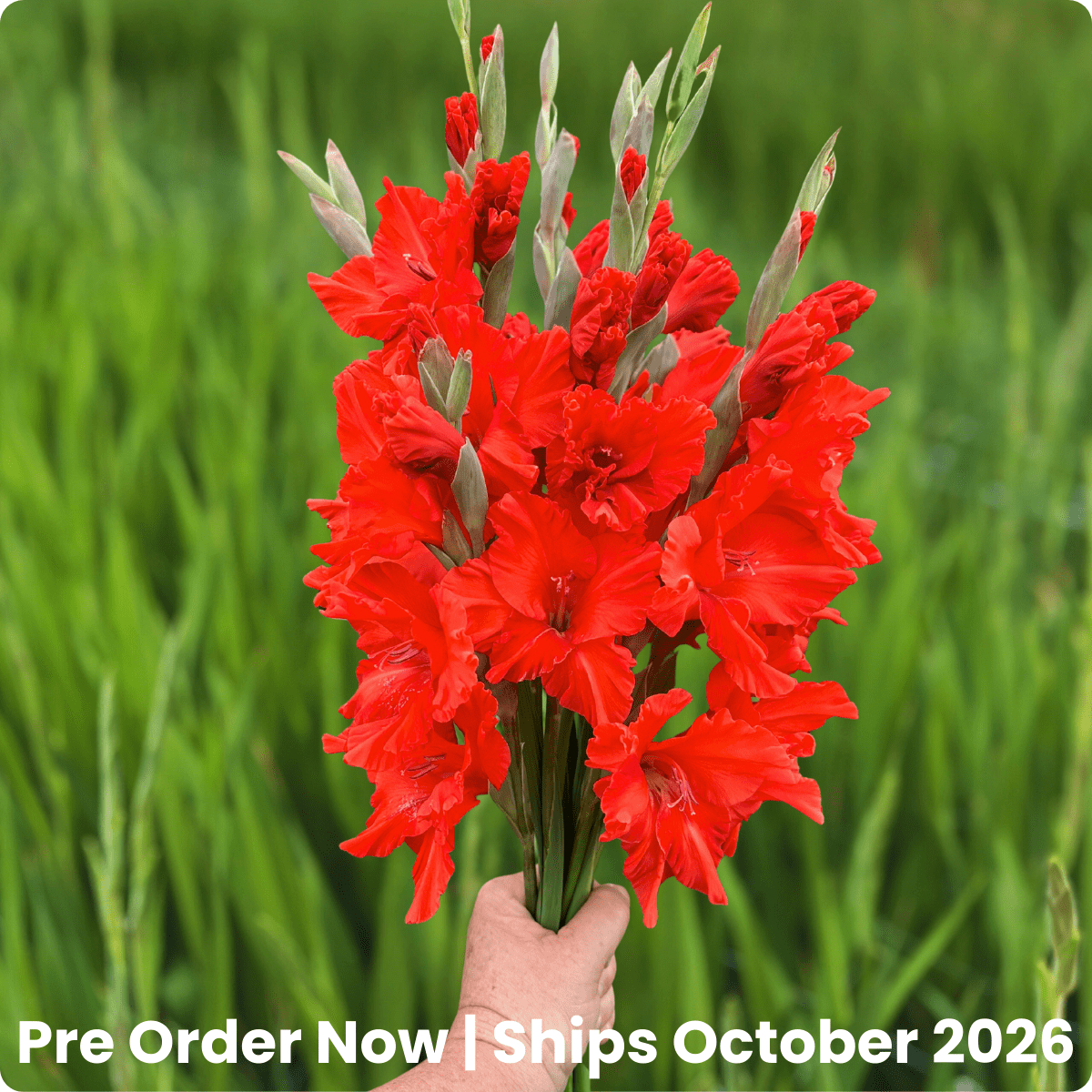 Santander Gladiolus (Pack of 10) Sword Lily - Love Dahlias - south - africa - flower - bulbs