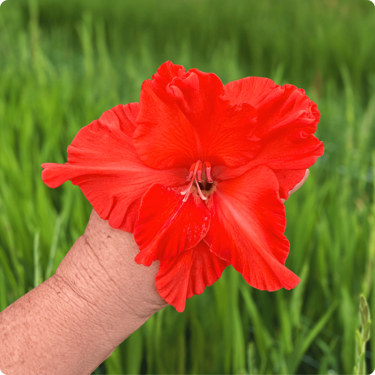 Santander Gladiolus (Pack of 10) Sword Lily - Love Dahlias - south - africa - flower - bulbs