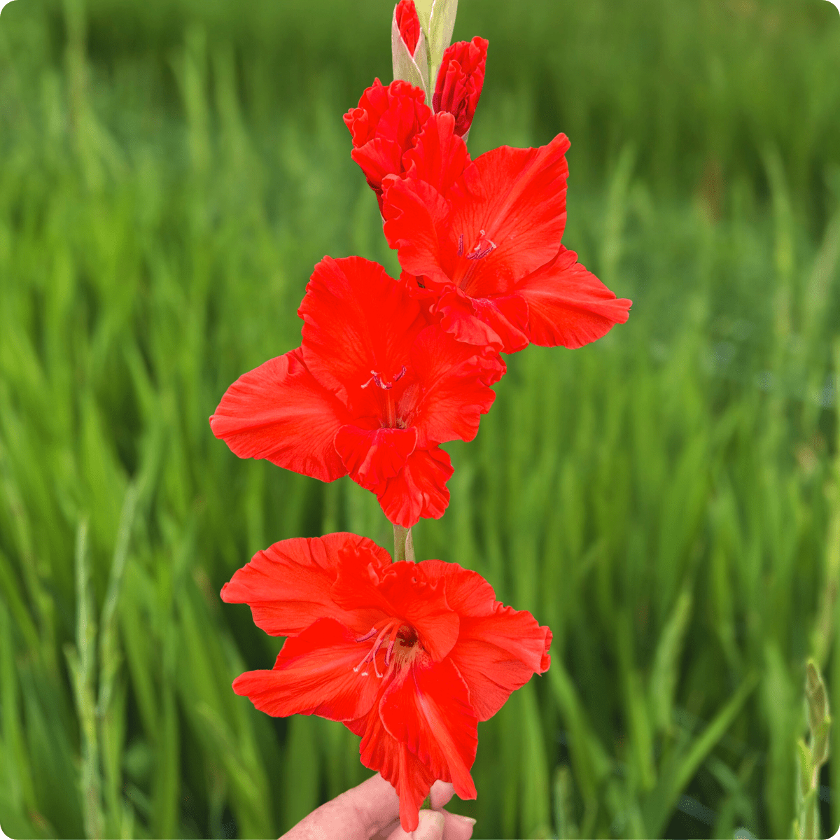 Santander Gladiolus (Pack of 10) Sword Lily - Love Dahlias - south - africa - flower - bulbs