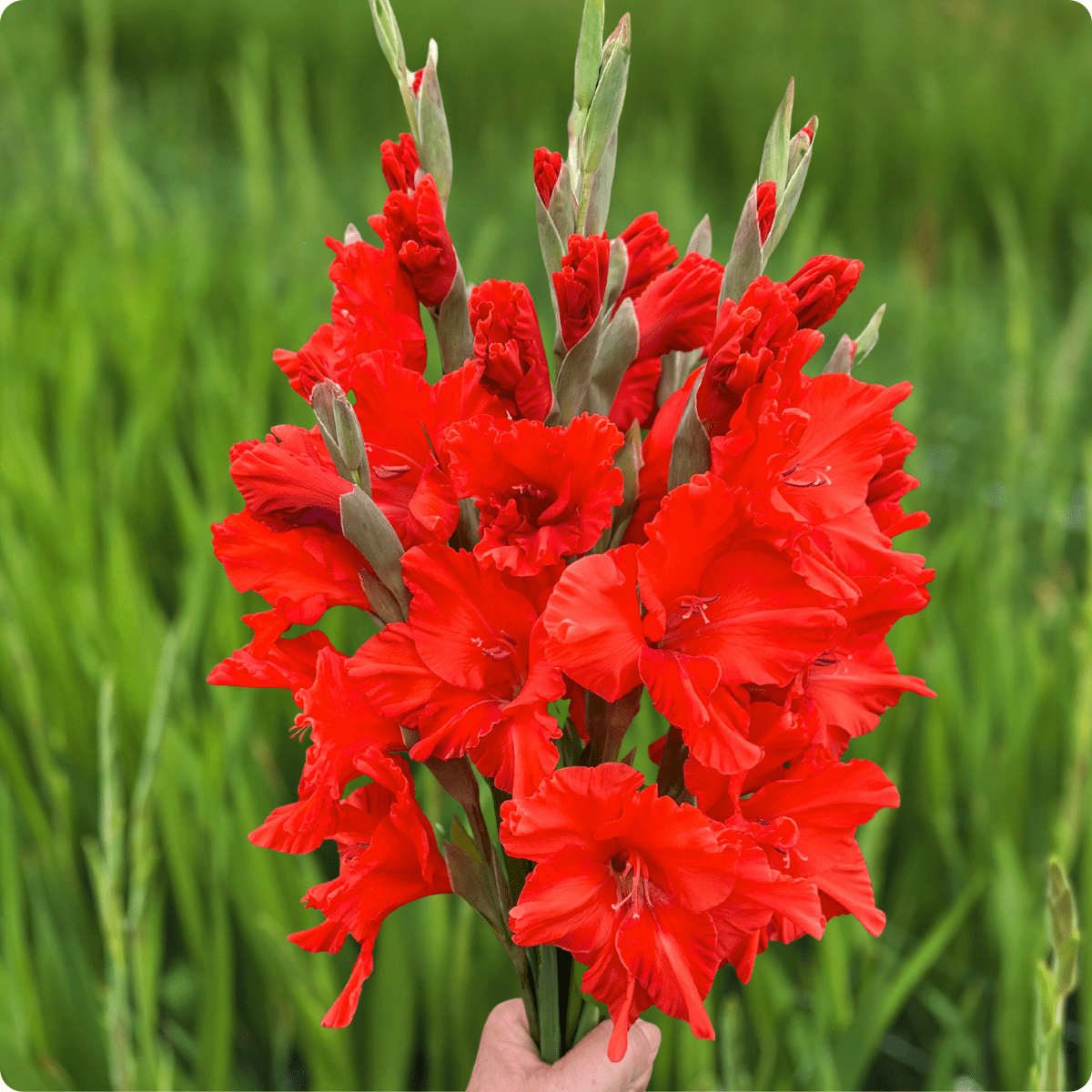Santander Gladiolus (Pack of 10) Sword Lily - Love Dahlias - south - africa - flower - bulbs
