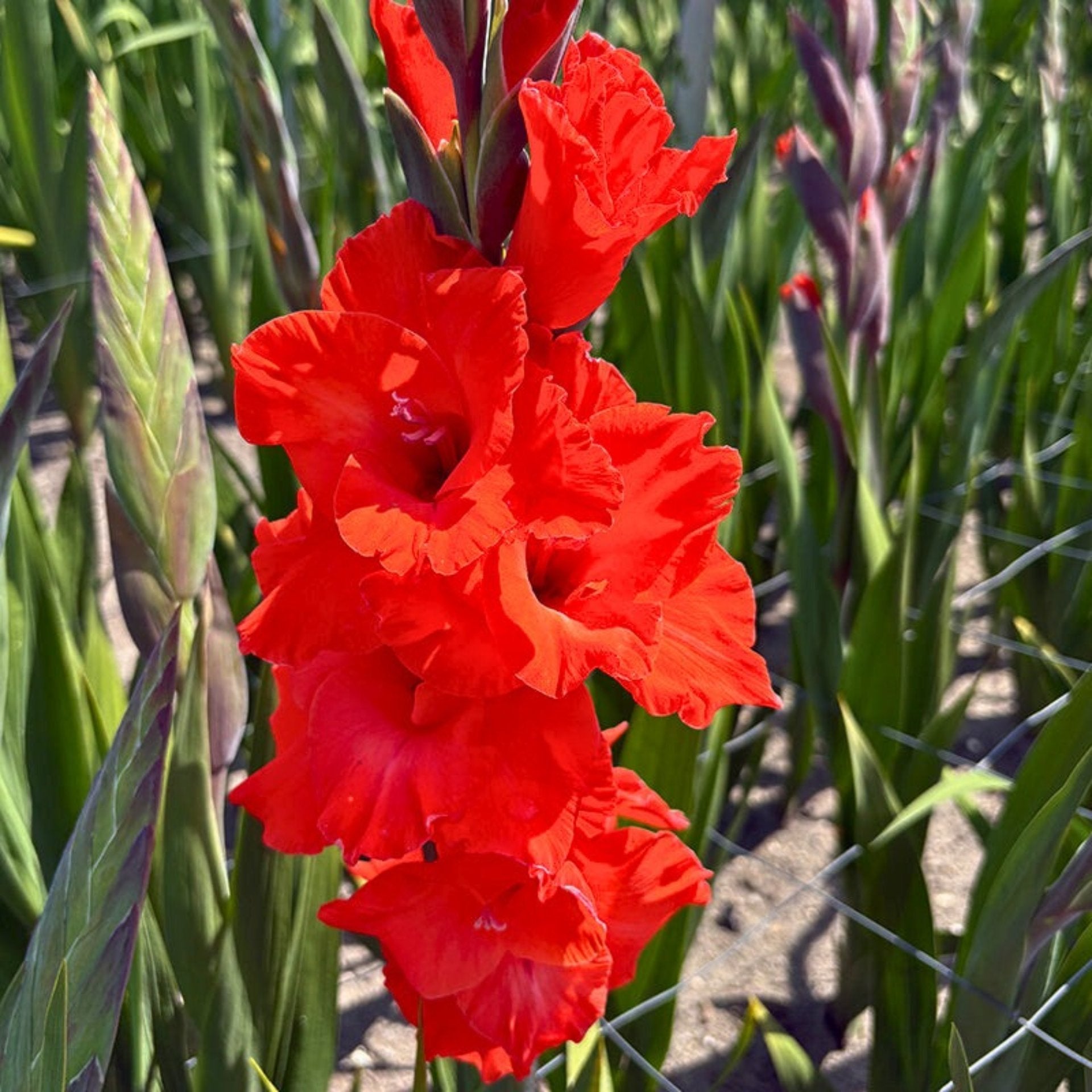 Santander Gladiolus (Pack of 12) Sword Lily - Love Dahlias - south - africa - flower - bulbs