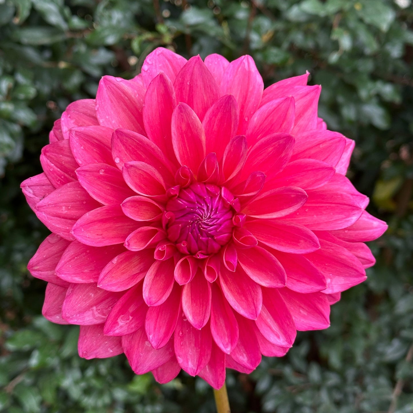 Scaur Swinton Dahlia (Limit 1 p.p) - Love Dahlias - south - africa - flower - bulbs