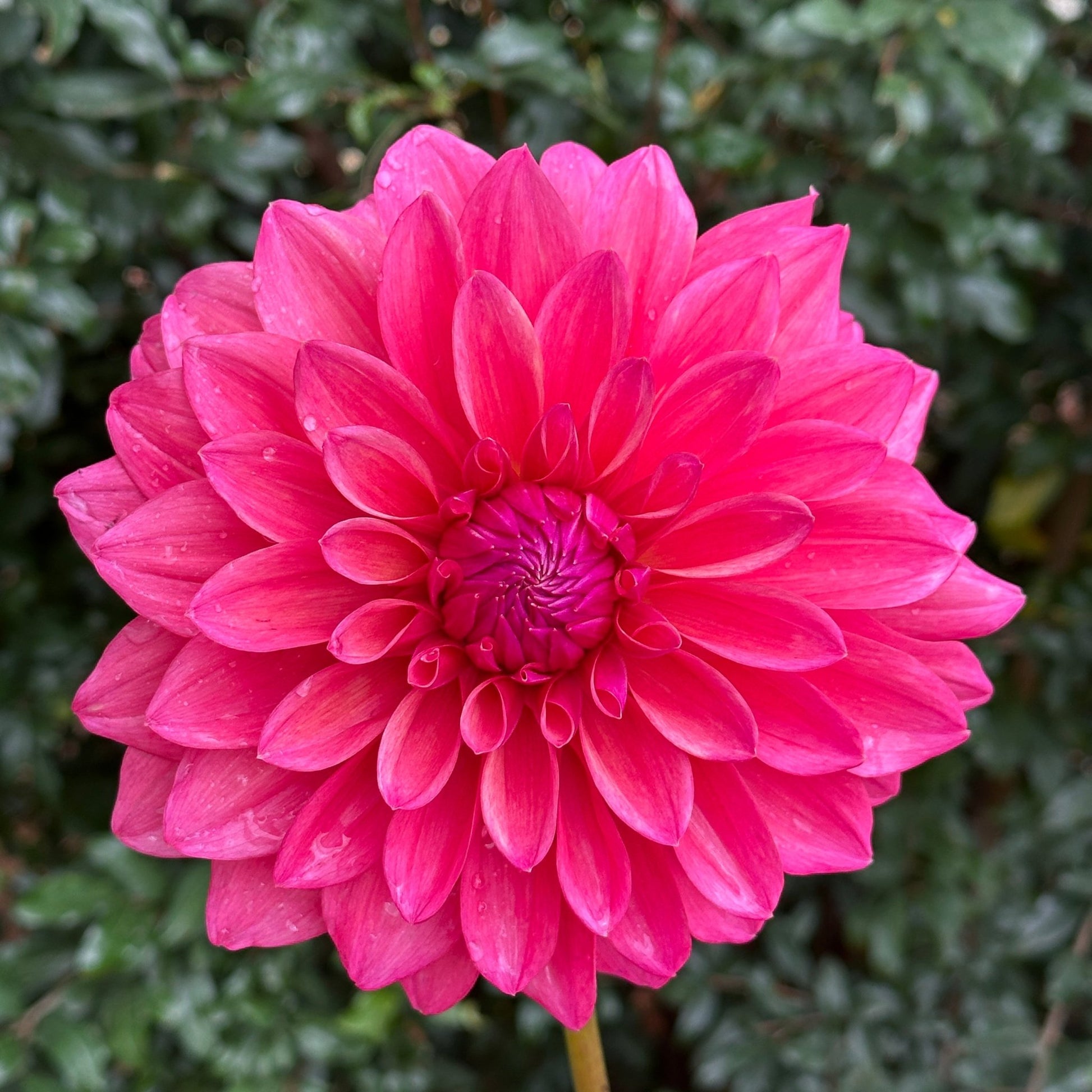 Scaur Swinton Dahlia (Limit 1 p.p) - Love Dahlias - south - africa - flower - bulbs