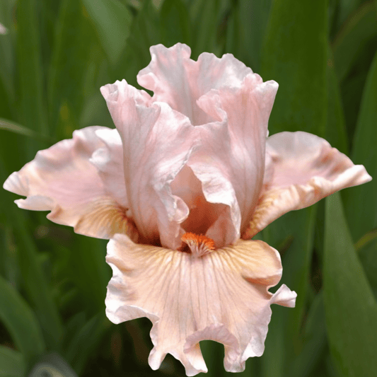 Scene in Pink Bearded Iris (Coming in 2028) - Love Dahlias - south - africa - flower - bulbs