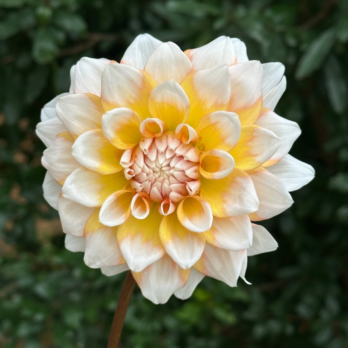 Seattle Dahlia Tuber - Love Dahlias - south - africa - flower - bulbs