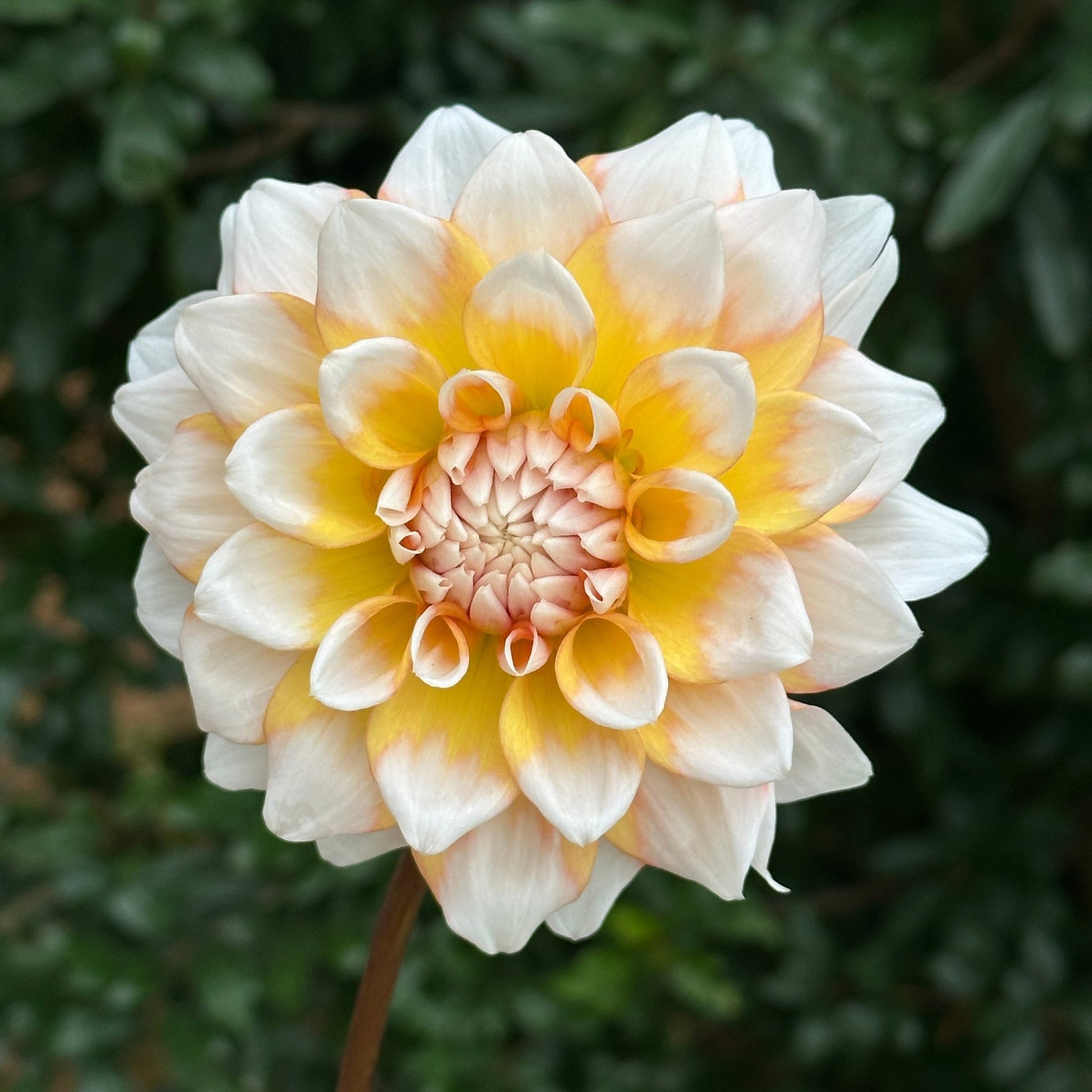 Seattle Dahlia Tuber - Love Dahlias - south - africa - flower - bulbs