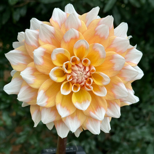 Seattle Dahlia Tuber - Love Dahlias - south - africa - flower - bulbs