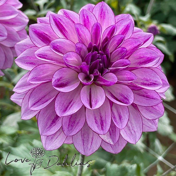 Seduction Dahlia Tuber - Love Dahlias - south - africa - flower - bulbs