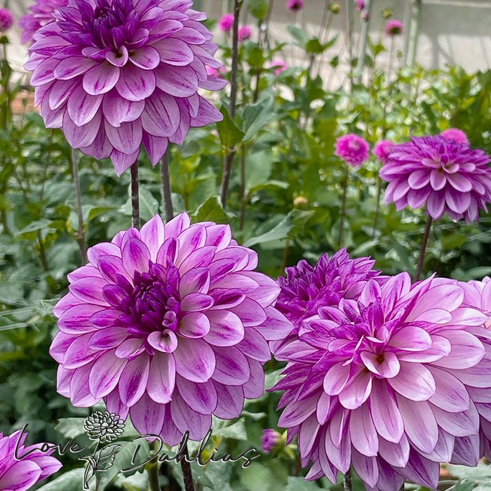 Seduction Dahlia Tuber - Love Dahlias - south - africa - flower - bulbs