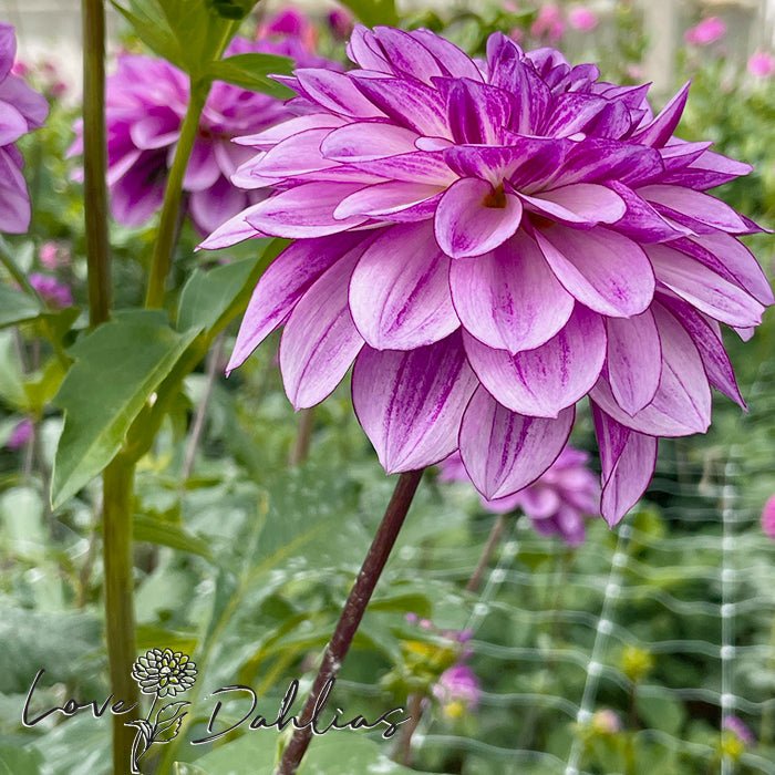 Seduction Dahlia Tuber - Love Dahlias - south - africa - flower - bulbs