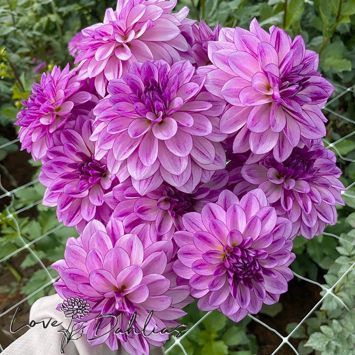 Seduction Dahlia Tuber - Love Dahlias - south - africa - flower - bulbs