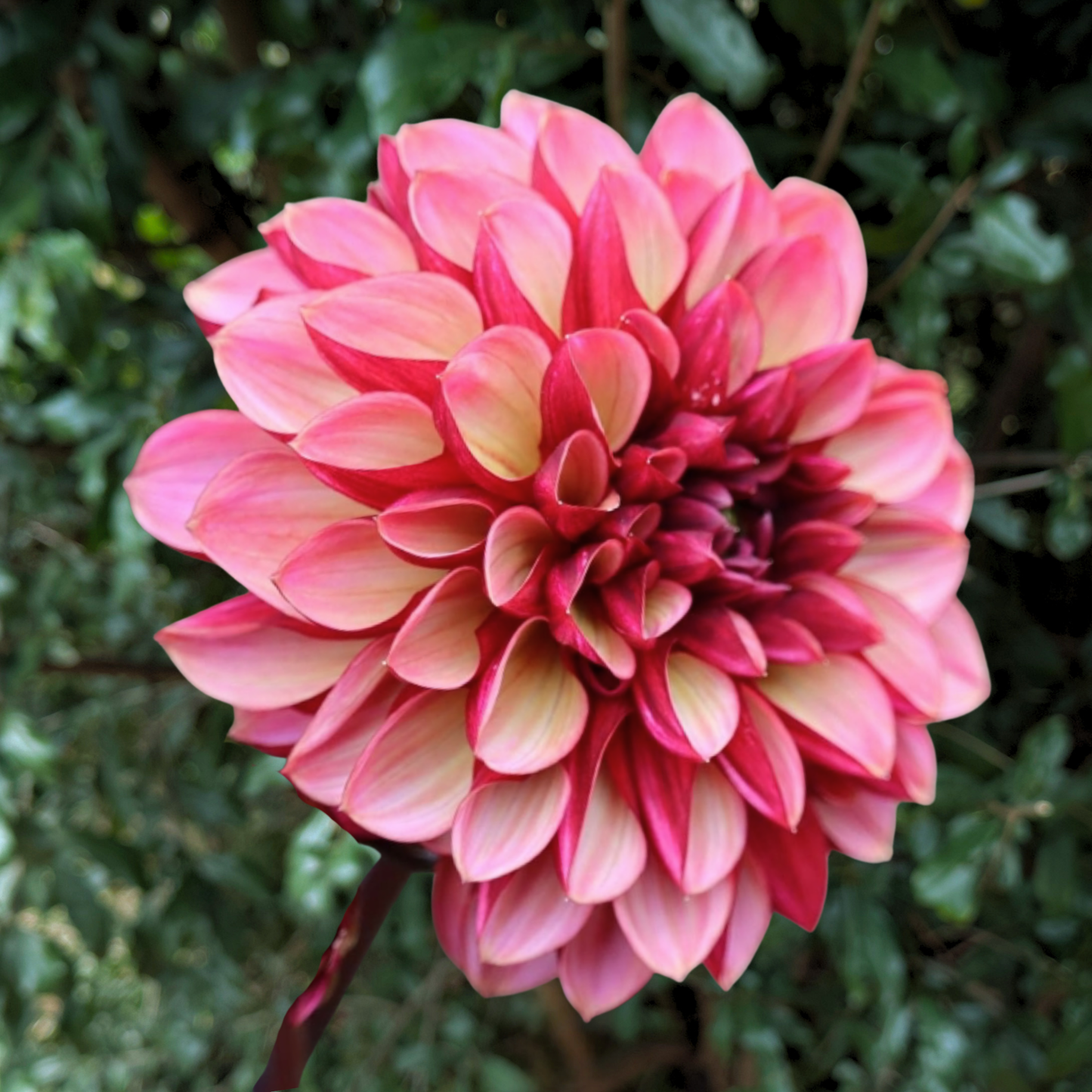 Seniors Hope Dahlia Tuber | South Africa - Love Dahlias - south - africa - flower - bulbs