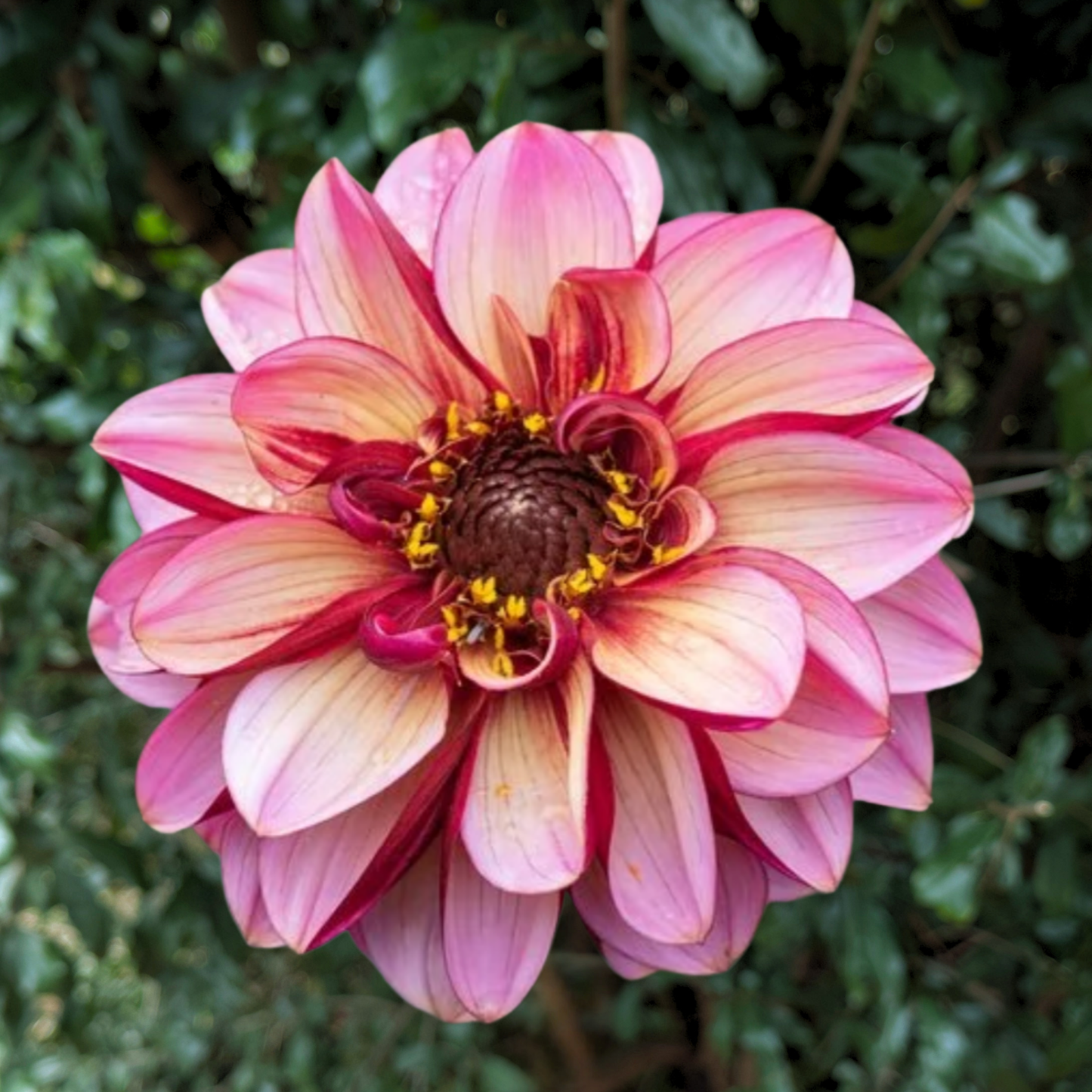 Seniors Hope Dahlia Tuber | South Africa - Love Dahlias - south - africa - flower - bulbs