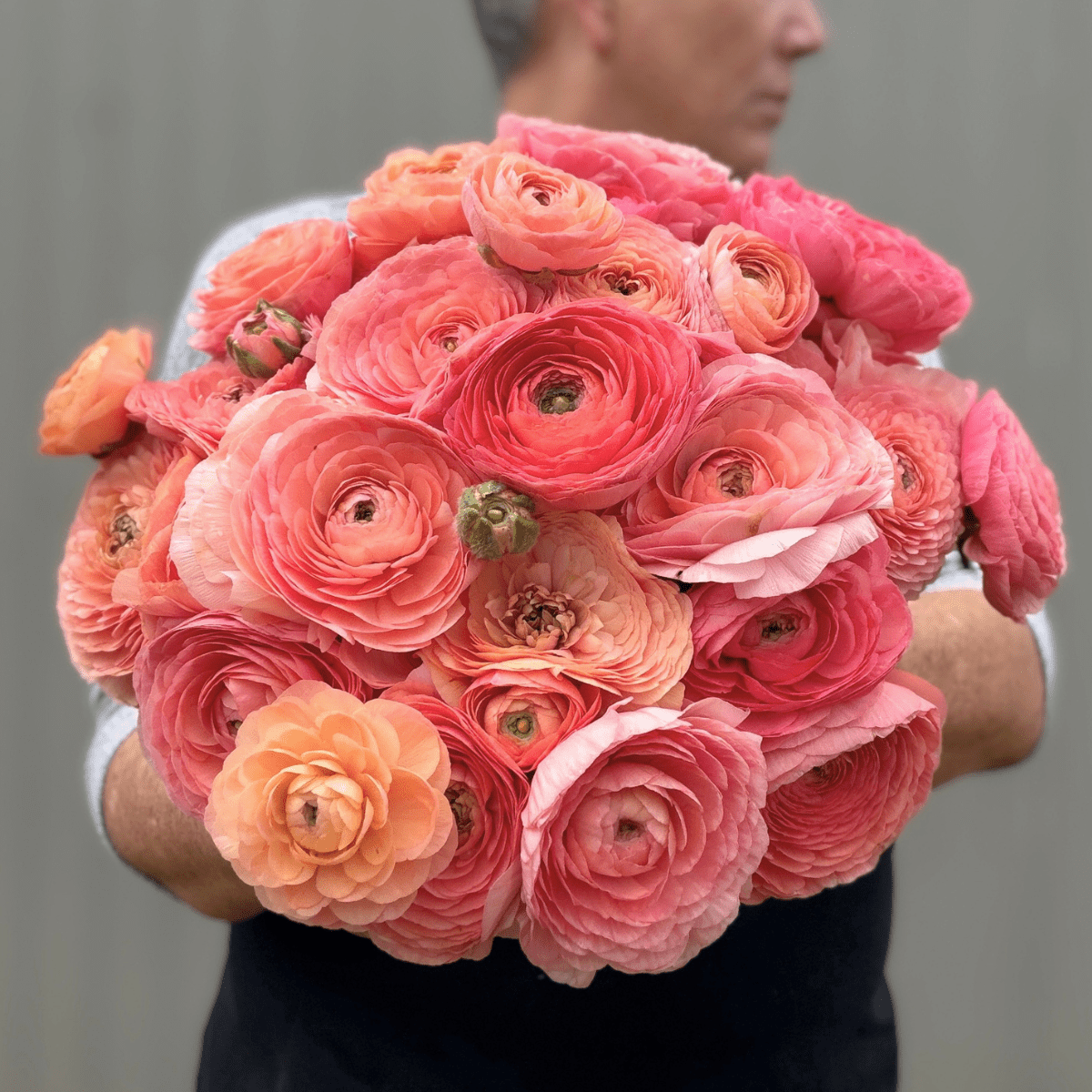 Shades of Salmon Elegantly Double Ranunculus Mix – 10 Corms - Love Dahlias-#south#-#africa#-#flower#-#bulbs#