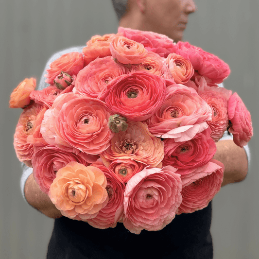 Shades of Salmon Elegantly Double Ranunculus Mix – 10 Corms - Love Dahlias-#south#-#africa#-#flower#-#bulbs#
