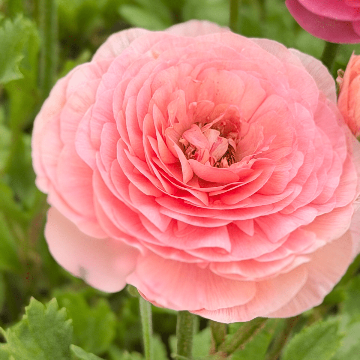 Shades of Salmon Elegantly Double Ranunculus Mix – 10 Corms - Love Dahlias-#south#-#africa#-#flower#-#bulbs#
